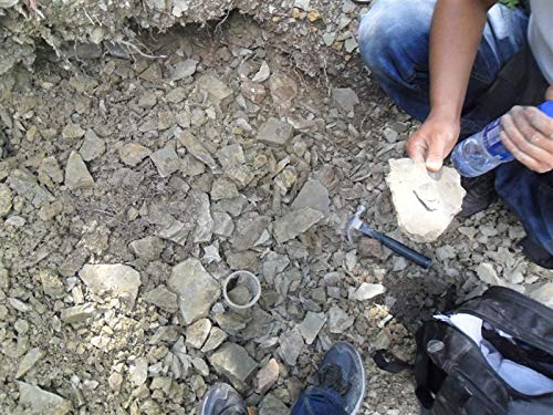 Fish Fossil Real Comes from The Western Liaoning China 150 Million Years Ago Lycoptera