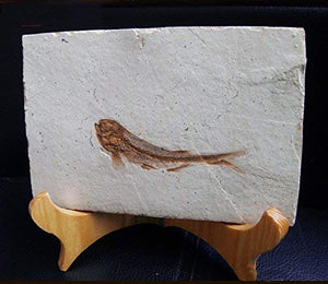 Fish Fossil Real Comes from The Western Liaoning China 150 Million Years Ago Lycoptera